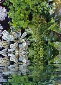 Reflection of trees in water