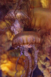 Close-up of jellyfishes swimming in aquarium