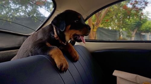 Dog sitting in car