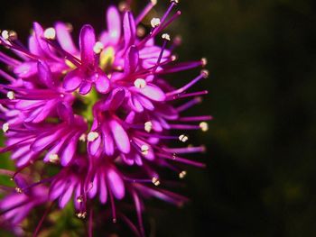 Close-up of pink flowers