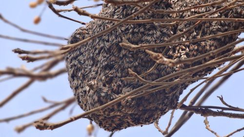 Low angle view of beehive on branch