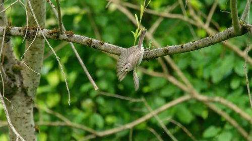 Close-up of a bird flying