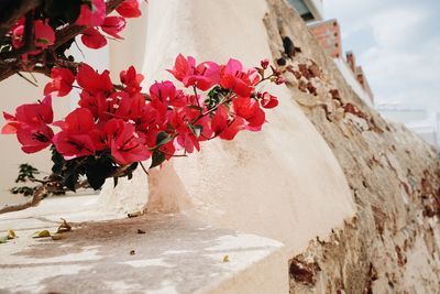 Close-up of red flowers