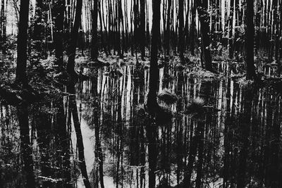 Reflection of trees in lake