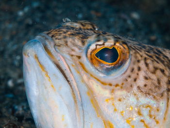 Close-up of fish swimming in sea