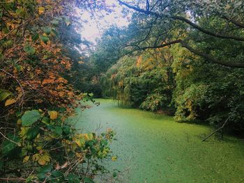 View of trees by calm river