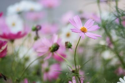 Close-up of pink cosmos flowers blooming outdoors