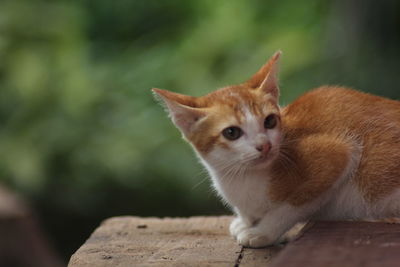 Side view of cat on table