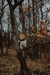 View of a tree in a forest
