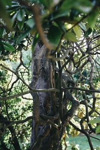 Low angle view of tree