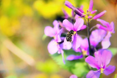 Close-up of bee on flower