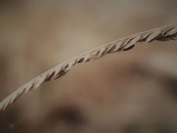 Close-up of dry plant against blurred background