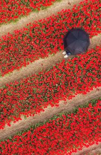 Low section of person with umbrella standing amidst red flowers on field