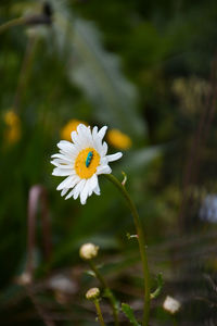 Close-up of white daisy flower