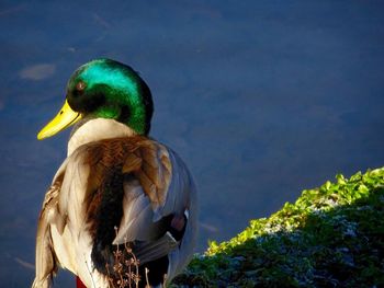 Close-up of a bird perching on a lake