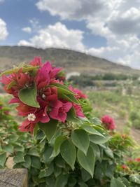 plant