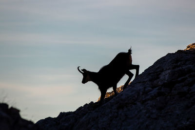 Black dog on rock against sky