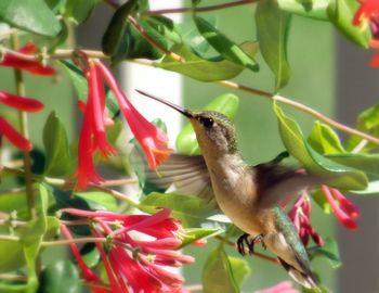 Close-up of bird on tree