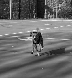 Dog running on road