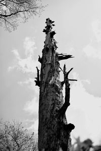 Low angle view of tree trunk against sky