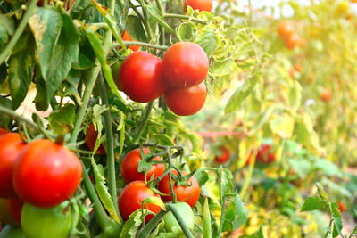 Close-up of tomatoes growing on plants