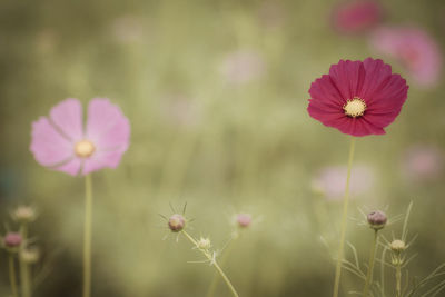 Close-up of pink flowering plants on field