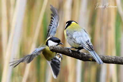 Close-up of bird perching on a tree