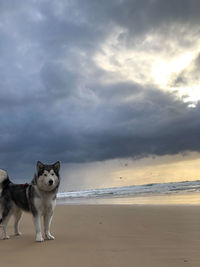 View of dog on beach