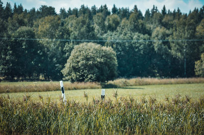 Scenic view of field against trees