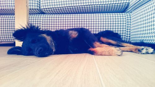 Cat sleeping on floor at home