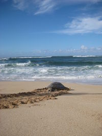 Turtle at beach against sky on sunny day