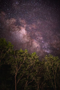 Low angle view of trees against sky at night