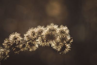 Close-up of dandelion on plant