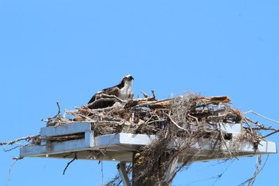 Low angle view of bird perching on pole against clear blue sky