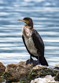 Bird perching on rock by lake