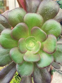 Close-up of succulent plant