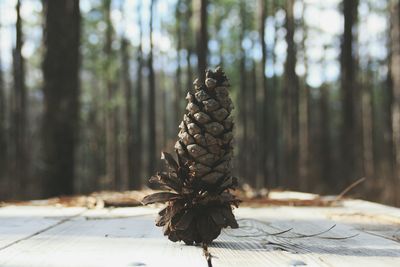 Close-up of pine cone on table