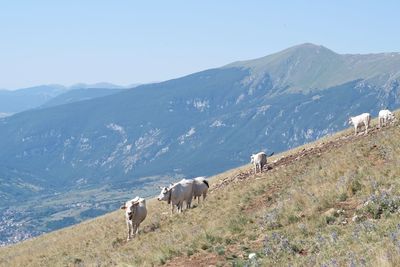 Horses grazing in a mountains