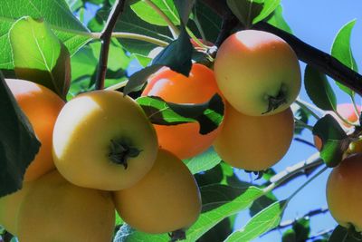 Close-up of fruits on tree