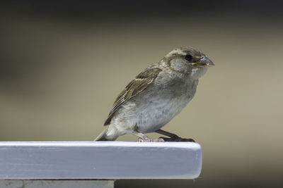 Close-up of bird perching on a railing