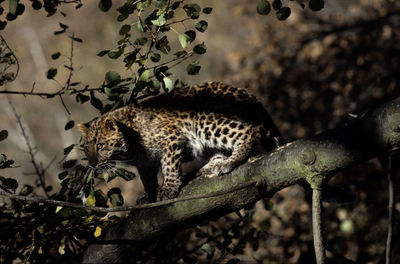 Close-up of a cat on tree