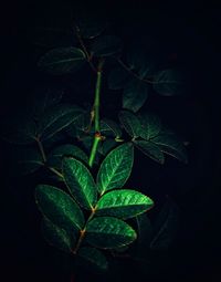 High angle view of plant leaves against black background