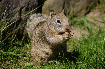 Close-up of squirrel on grass