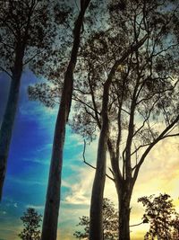 Low angle view of bare trees against sky