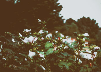 Close-up of white flowers