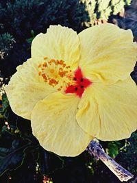 Close-up of yellow flower