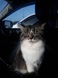 Cat sitting in car