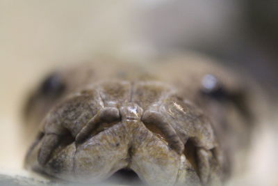 Extreme close up of crab