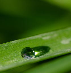 Close-up of green leaves