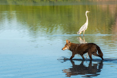 Bird on a lake